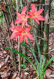 Attēlu rezultāti vaicājumam “Amarillidaceae”