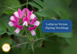 Attēlu rezultāti vaicājumam “Lathyrus vernus fruit”