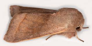 Attēlu rezultāti vaicājumam “Orthosia opima”