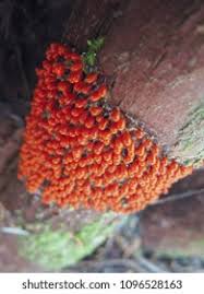 Attēlu rezultāti vaicājumam “Leocarpus fragilis spores”