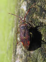 Attēlu rezultāti vaicājumam “Pantilius tunicatus”
