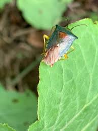 Attēlu rezultāti vaicājumam “Elasmostethus interstinctus imago”