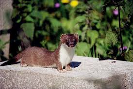 Attēlu rezultāti vaicājumam “Mustela erminea adult”