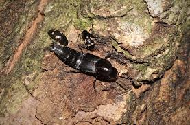 Attēlu rezultāti vaicājumam “Quedius dilatatus”