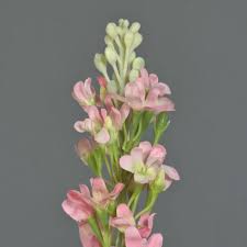 Image result for Levkoje