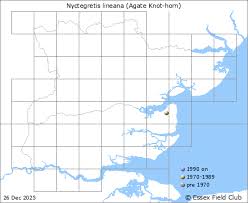 Attēlu rezultāti vaicājumam “Nyctegretis lineana”