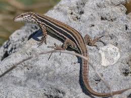 Attēlu rezultāti vaicājumam “Leporida”