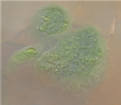 Attēlu rezultāti vaicājumam “Cladophora glomerata”