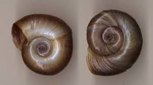 Attēlu rezultāti vaicājumam “Planorbidae”