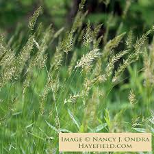 Attēlu rezultāti vaicājumam “Anthoxanthum odoratum flower”