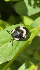 Attēlu rezultāti vaicājumam “Tritomegas bicolor imago”