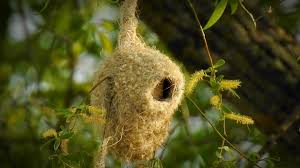 Attēlu rezultāti vaicājumam “Remiz pendulinus nest”