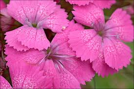 Image result for Dianthus carthusianorum