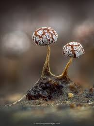 Attēlu rezultāti vaicājumam “Physarum diderma macro”