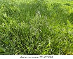 Attēlu rezultāti vaicājumam “Anisantha tectorum fruit”