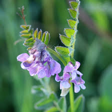 Attēlu rezultāti vaicājumam “Vicia sepium”