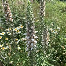 Image result for Digitalis lanata
