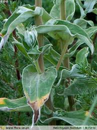 Image result for Helichrysum foetidum