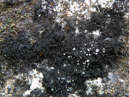 Attēlu rezultāti vaicājumam “Cystocoleus ebeneus”