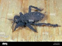 Attēlu rezultāti vaicājumam “Reduvius personatus”