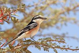 Image result for Lanius nubicus