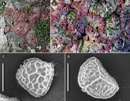 Attēlu rezultāti vaicājumam “Riccia cavernosa”