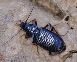 Attēlu rezultāti vaicājumam “Griselda ustomaculana”