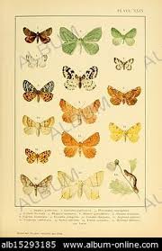 Attēlu rezultāti vaicājumam “Geometra papilionaria”