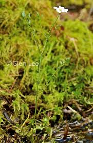 Attēlu rezultāti vaicājumam “Cardamine pratensis leaf”