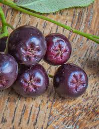 Attēlu rezultāti vaicājumam “Aronia melanocarpa fruit”