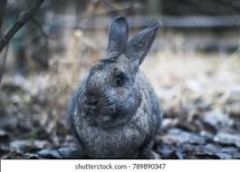 Attēlu rezultāti vaicājumam “Leporida”