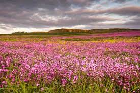 Attēlu rezultāti vaicājumam “Silene dioica”