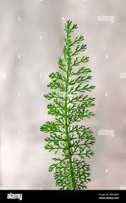 Attēlu rezultāti vaicājumam “Achillea millefolium leaf”