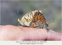 Attēlu rezultāti vaicājumam “Argynnis niobe”