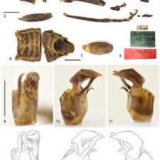 Attēlu rezultāti vaicājumam “Arcyria helvetica young”