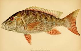 Image result for Lutjanus analis