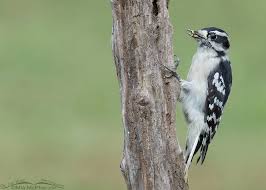 Attēlu rezultāti vaicājumam “Dendrocopos minor female”