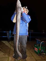 Image result for British Conger Club