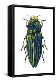 Attēlu rezultāti vaicājumam “Buprestidae”