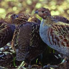 Attēlu rezultāti vaicājumam “Perdix perdix adult”