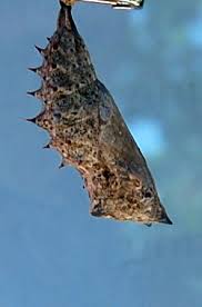 Attēlu rezultāti vaicājumam “Nymphalis pupa”