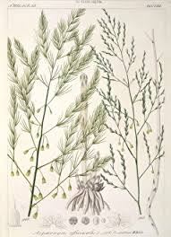Attēlu rezultāti vaicājumam “Asparagus officinalis”