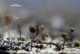 Attēlu rezultāti vaicājumam “Cribraria intricata”