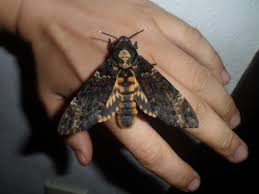 Image result for hawk moth