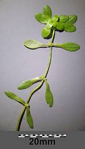 Attēlu rezultāti vaicājumam “Callitriche verna flower”