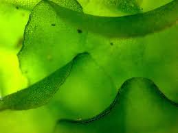 Attēlu rezultāti vaicājumam “Porella platyphylla macro”