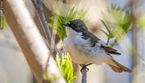 Attēlu rezultāti vaicājumam “Ficedula hypoleuca female”