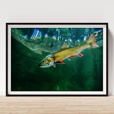 Image result for Salvelinus namaycush