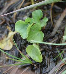Attēlu rezultāti vaicājumam “Viola palustris leaf”