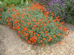 Attēlu rezultāti vaicājumam “Helianthemum nummularium fruit”